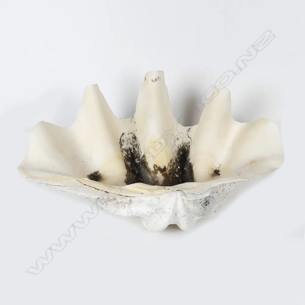 A massive Giant Clam shell (Tridacna) Image 1++