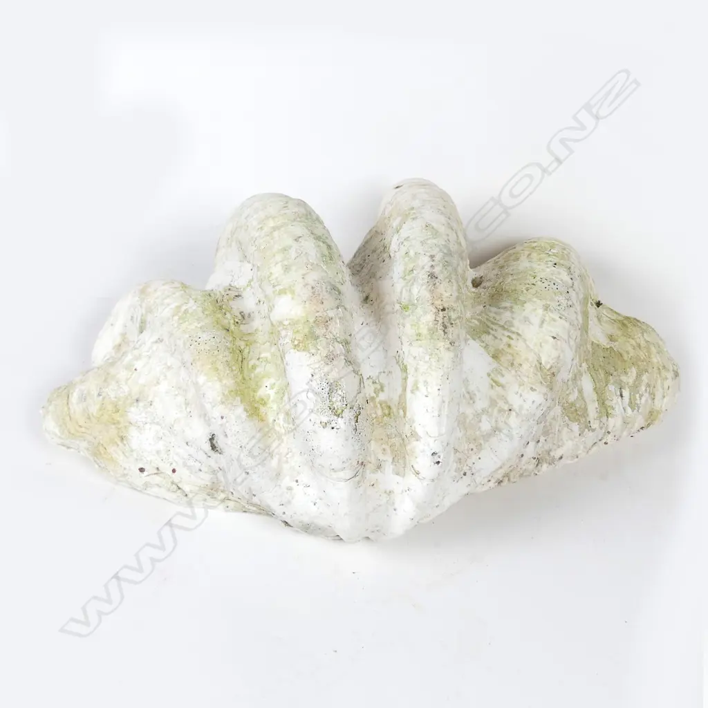 A massive Giant Clam shell (Tridacna) Image 1++