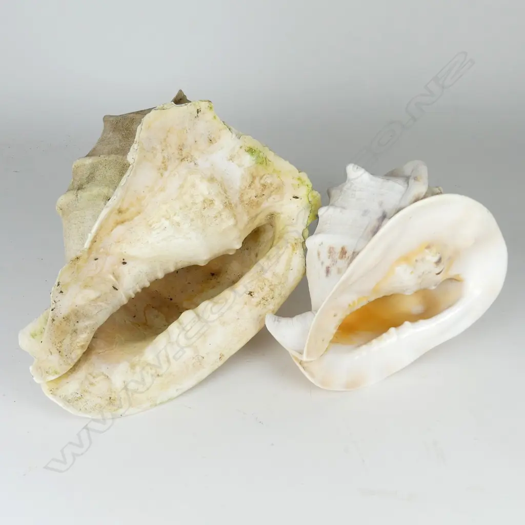 Two large conch shells Image 1++