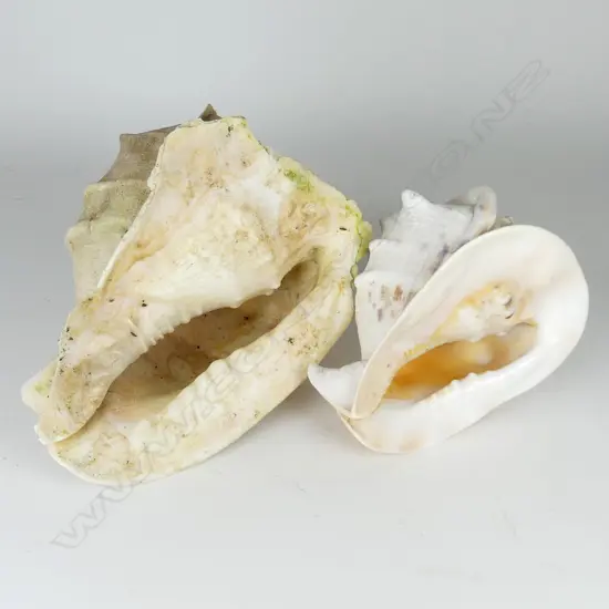 Two large conch shells