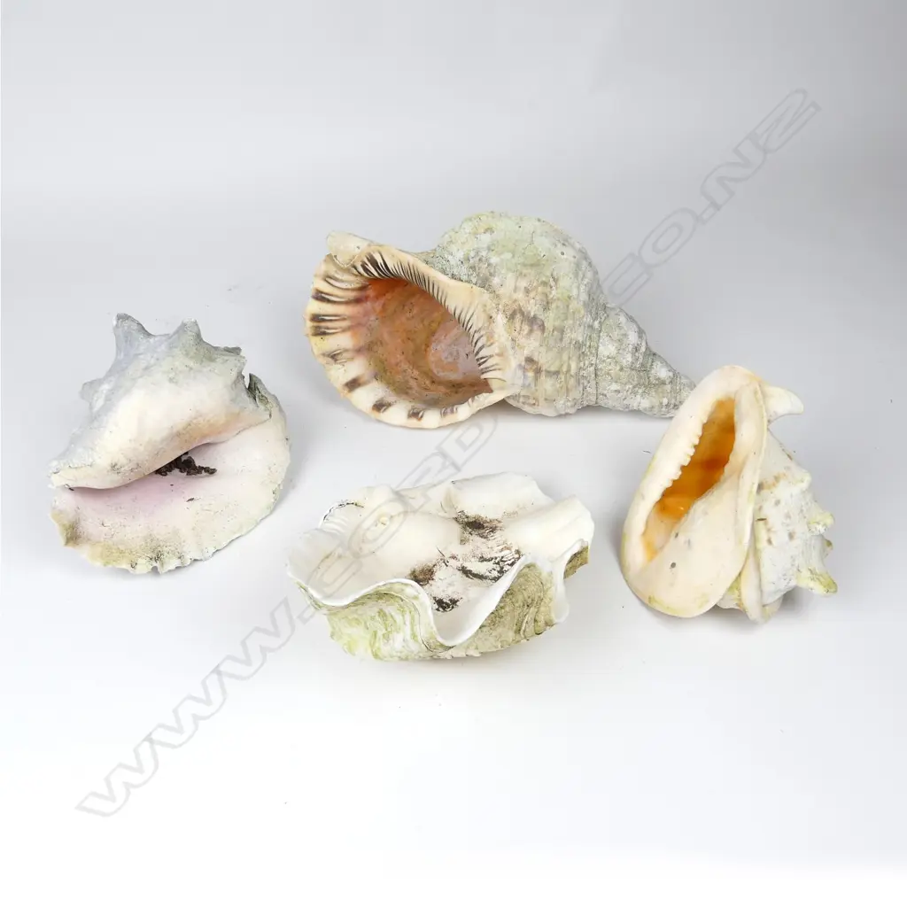 Four seashells Image 1++