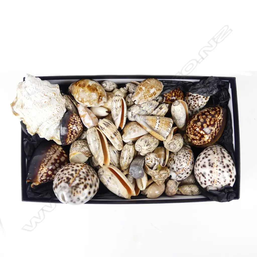 A collection of tiger cowrie and other shells Image 1++