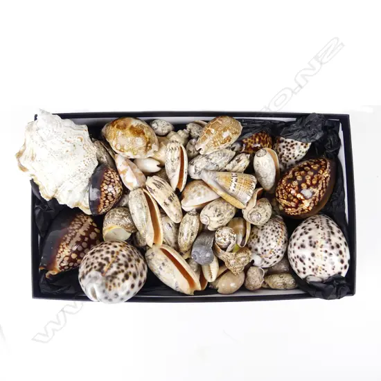 A collection of tiger cowrie and other shells