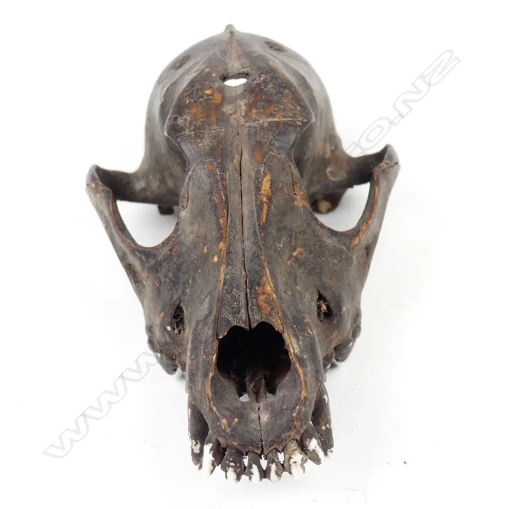 A dog's skull Image 1++
