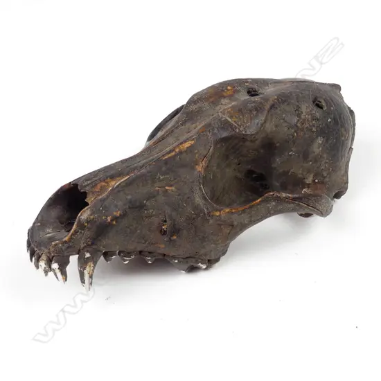 A dog's skull