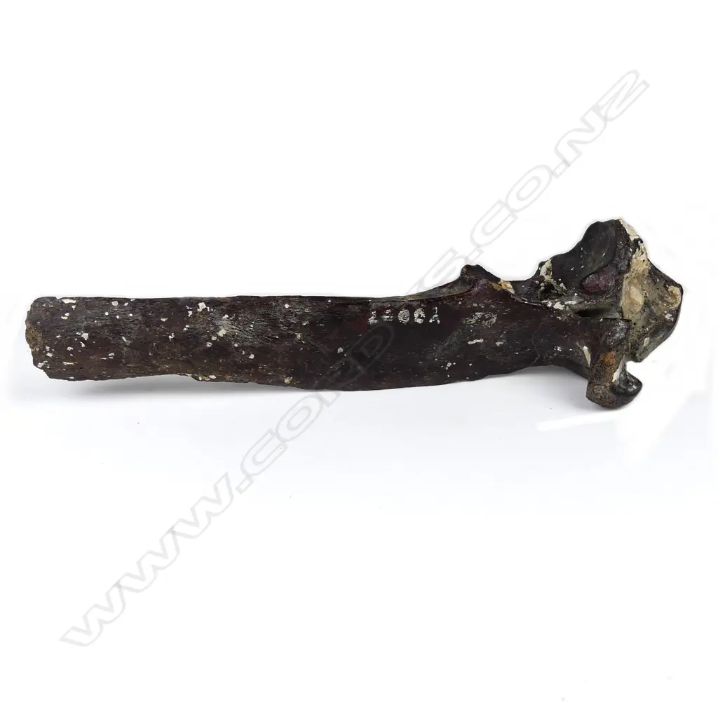 A large bone Image 1++