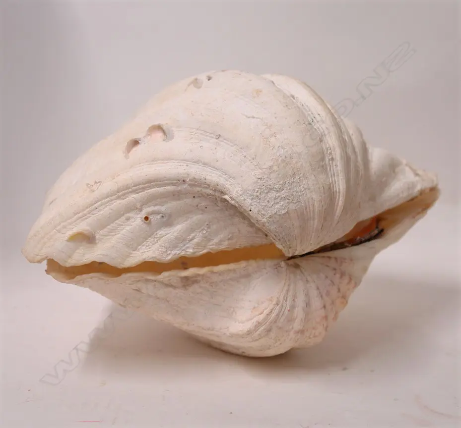 PR OF CLAM SHELLS Image 1++