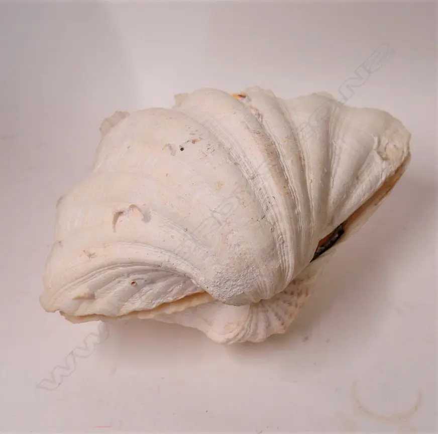 PR OF CLAM SHELLS Image 1++