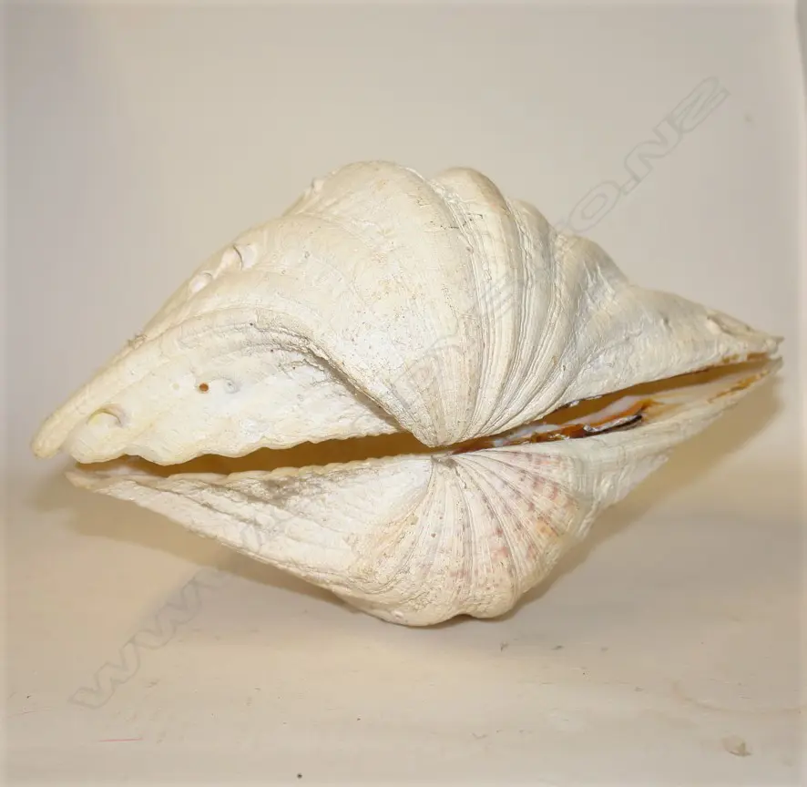PR OF CLAM SHELLS Image 1++