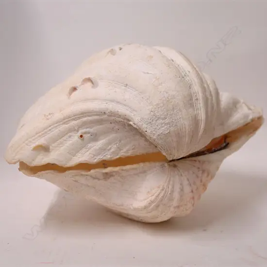 PR OF CLAM SHELLS
