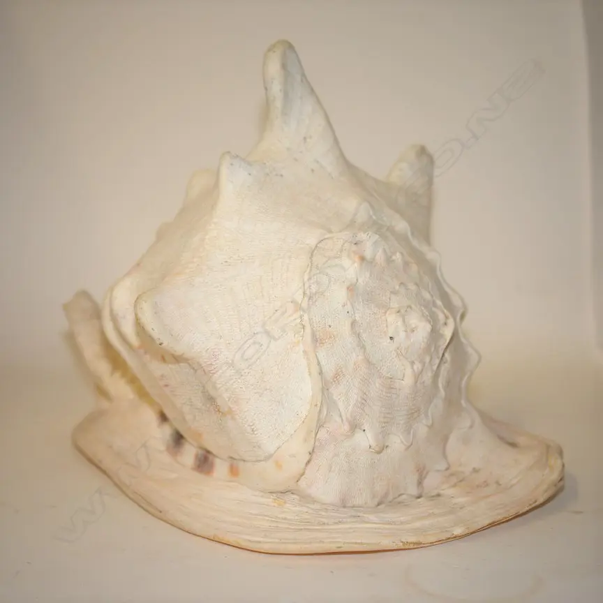 A large old conch shell Image 1++