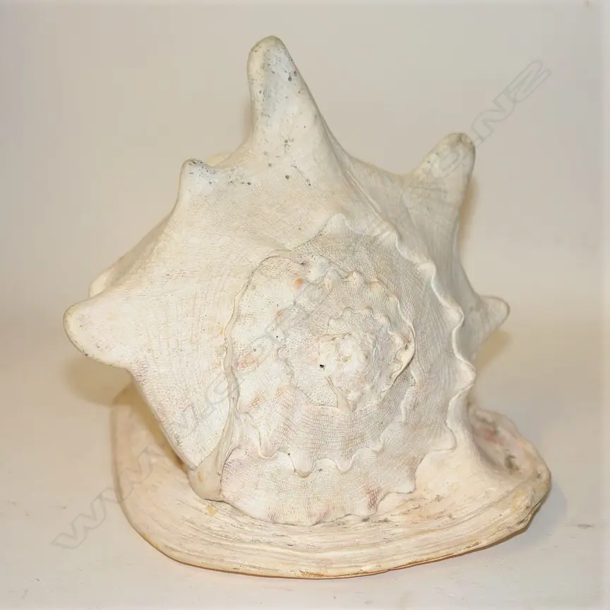 A large old conch shell Image 1++