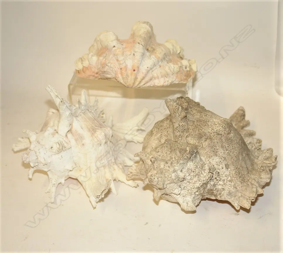 Three vintage shells Image 1++