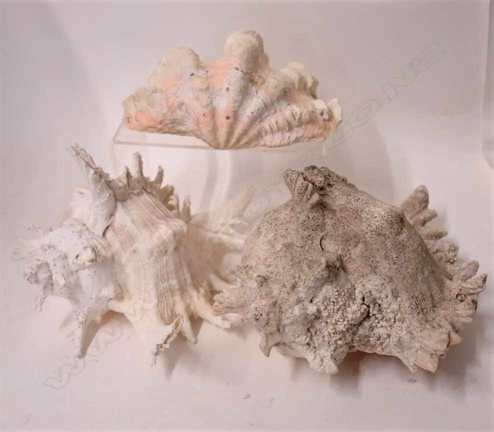 Three vintage shells Image 1++