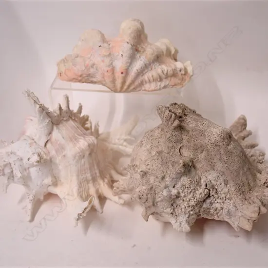 Three vintage shells