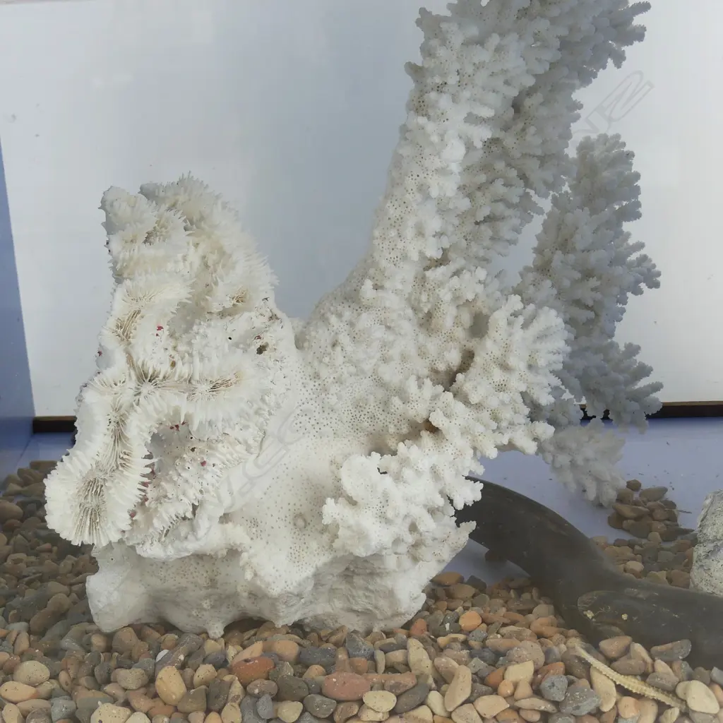A large old white branch coral Image 1++
