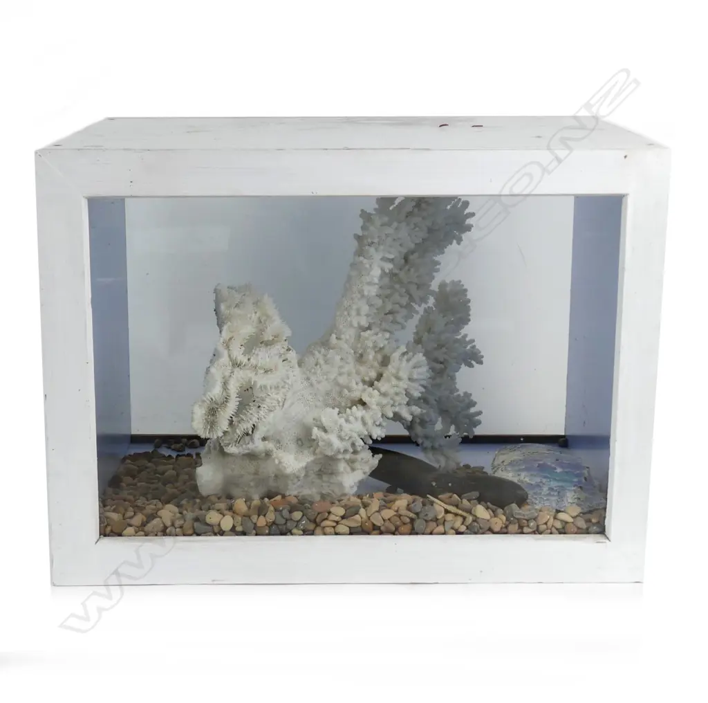 A large old white branch coral Image 1++