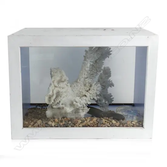 A large old white branch coral