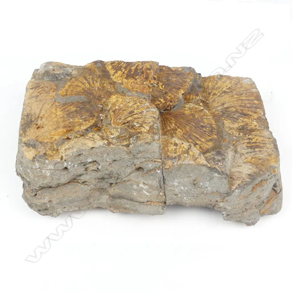 A N.Z. Triassic period scallop fossil conglomerate Image 1++