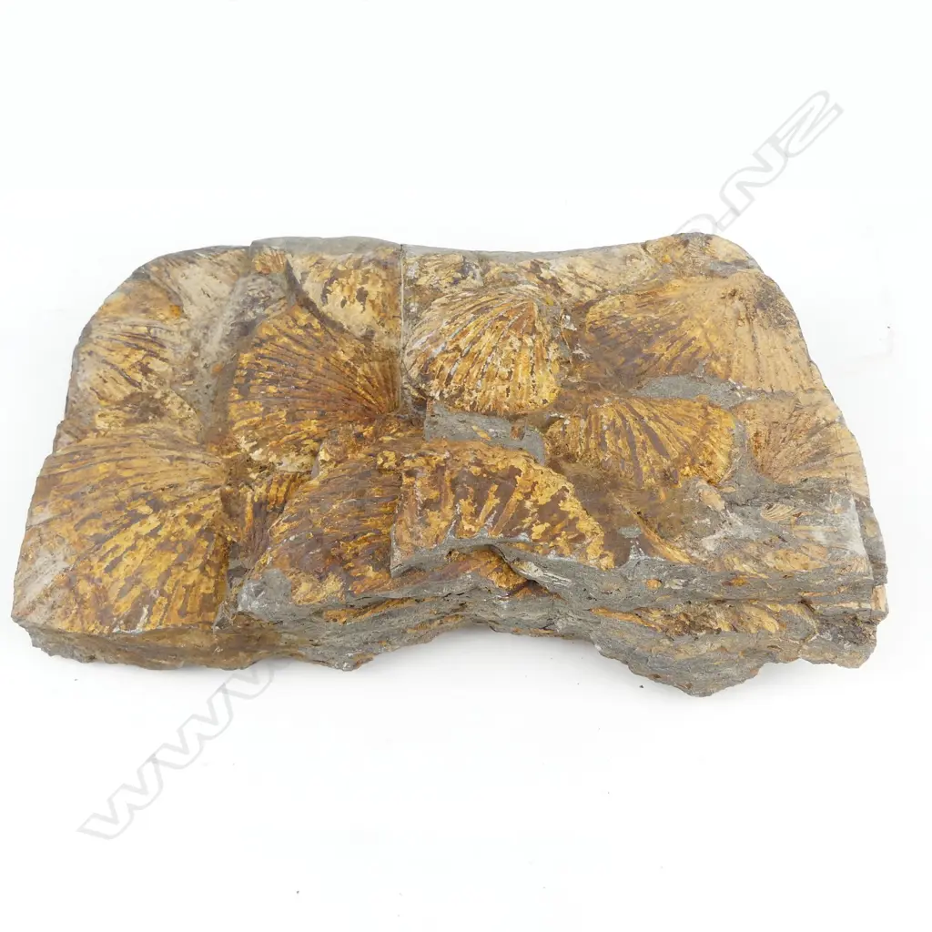 A N.Z. Triassic period scallop fossil conglomerate Image 1++