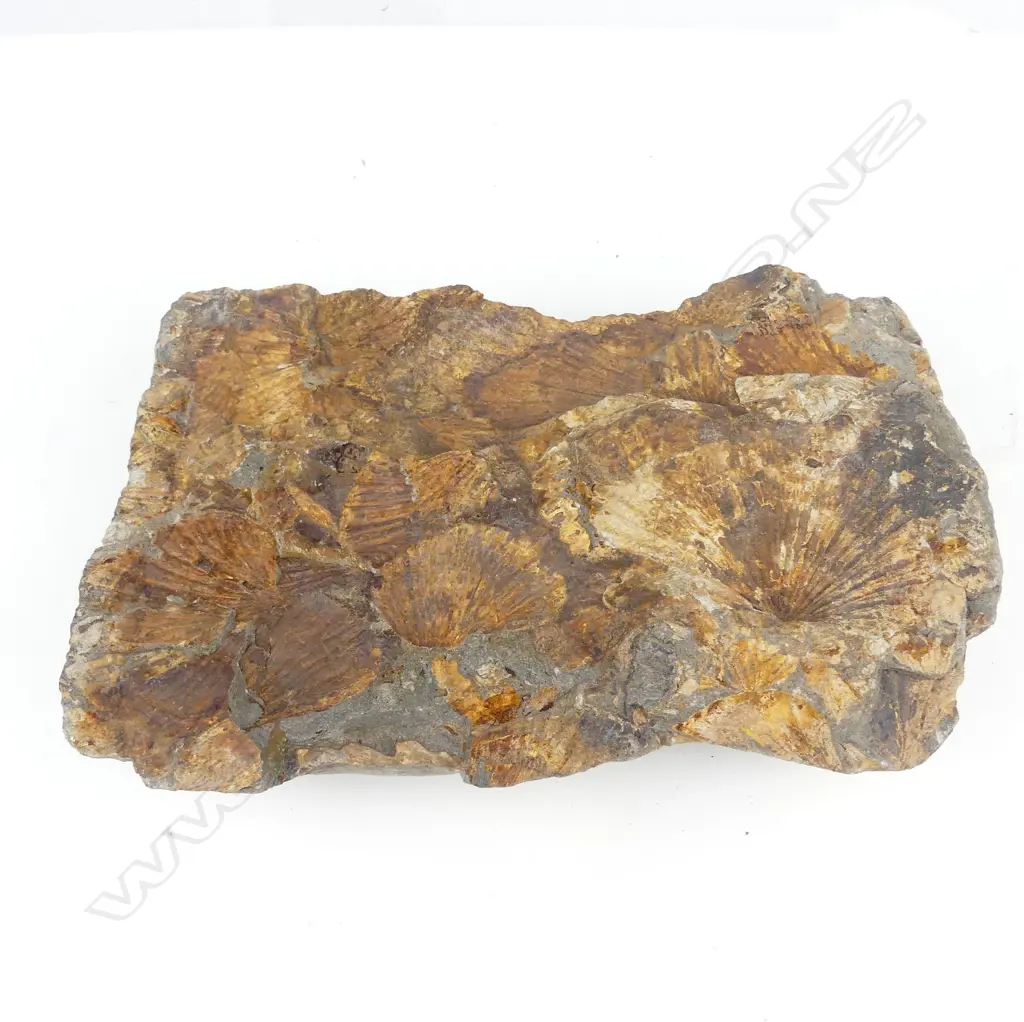 A N.Z. Triassic period scallop fossil conglomerate Image 1++