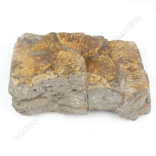 A N.Z. Triassic period scallop fossil conglomerate