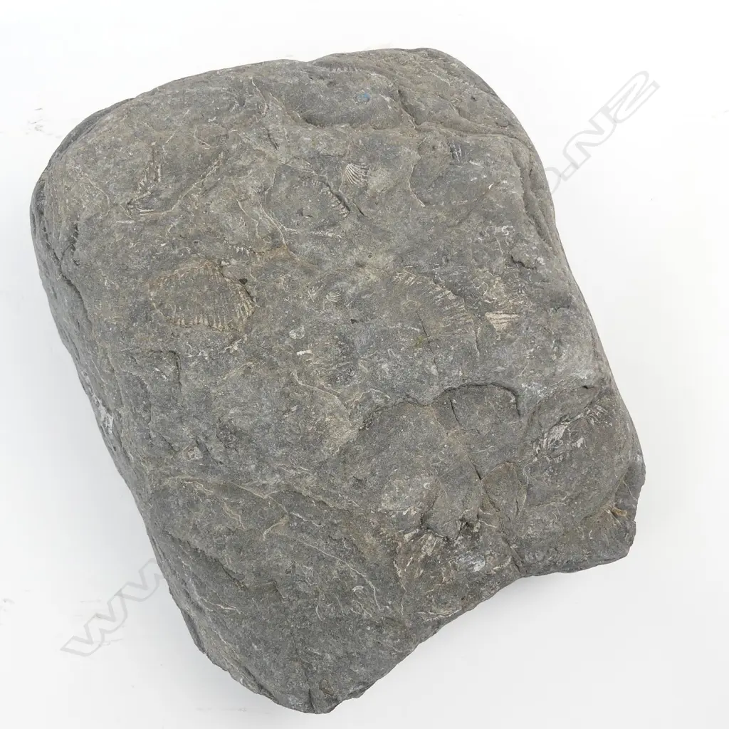 A N.Z. Triassic period scallop fossil conglomerate Image 1++