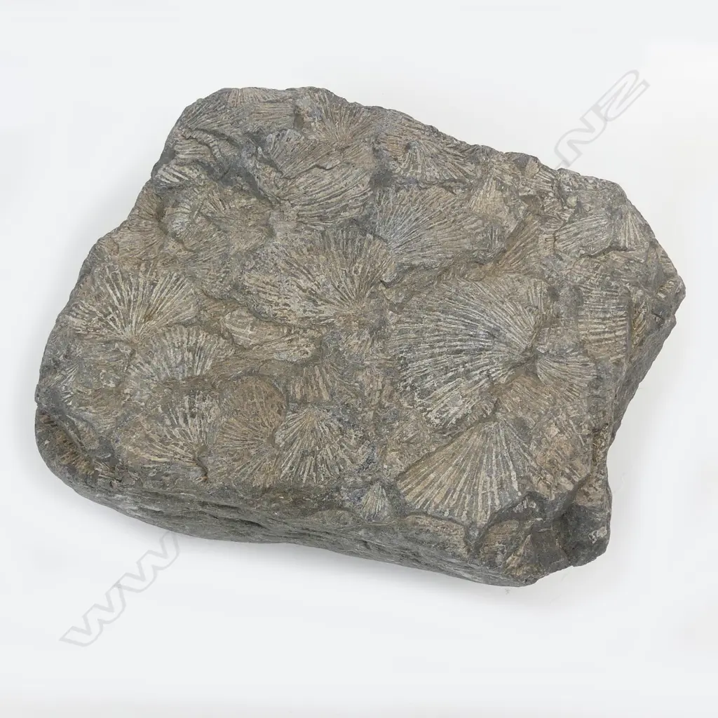 A N.Z. Triassic period scallop fossil conglomerate Image 1++