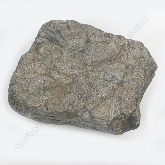 A N.Z. Triassic period scallop fossil conglomerate