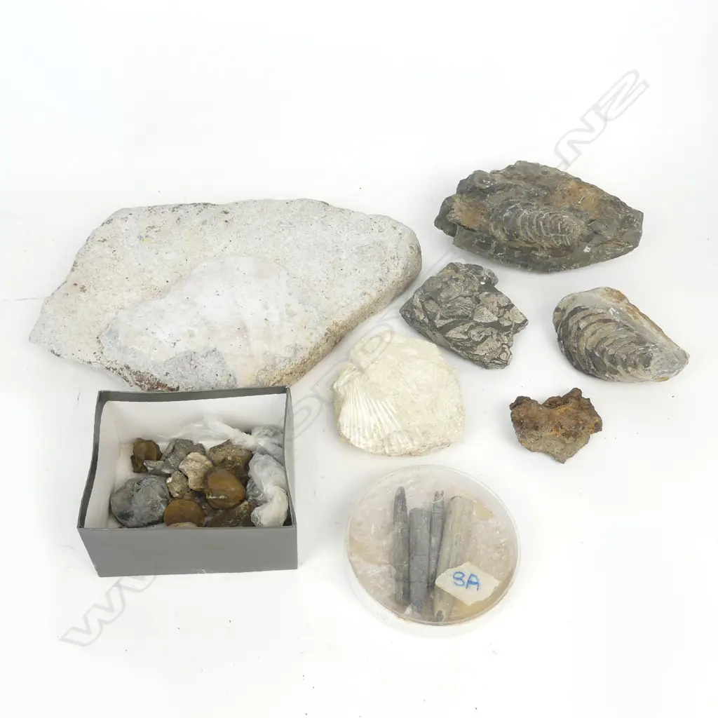 A collection of N.Z. shell fossils Image 1++