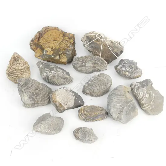 A collection of N.Z. shell fossils