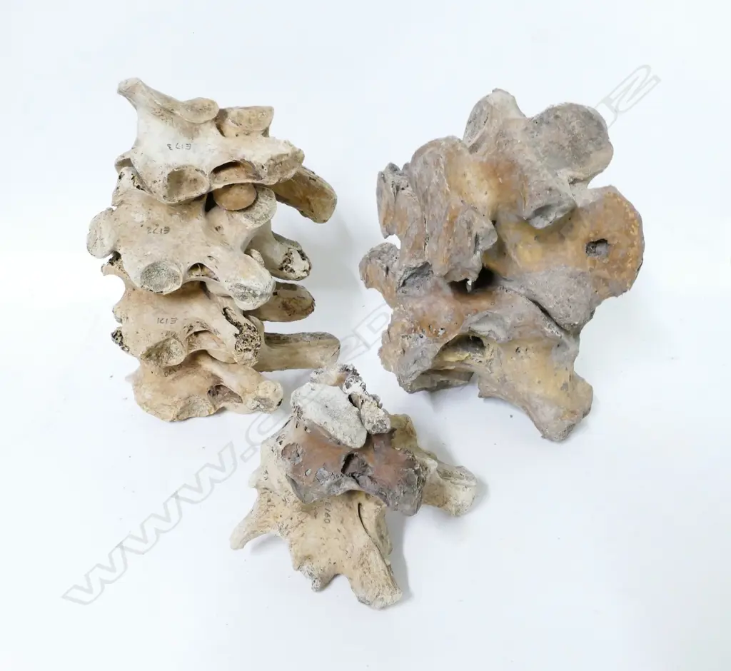 A collection of eight moa vertebrae bones Image 1++