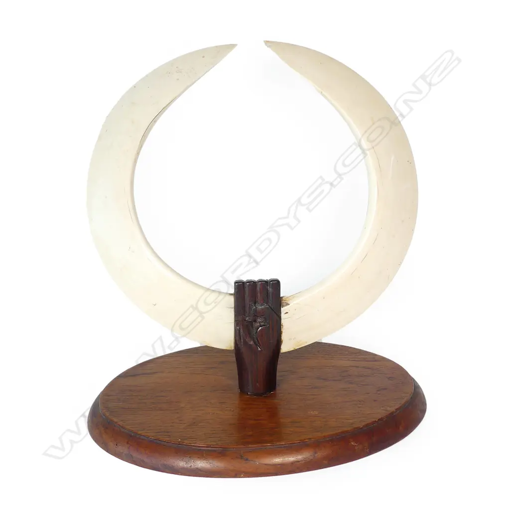 A pair of large impressive hippopotamus tusks Image 1++