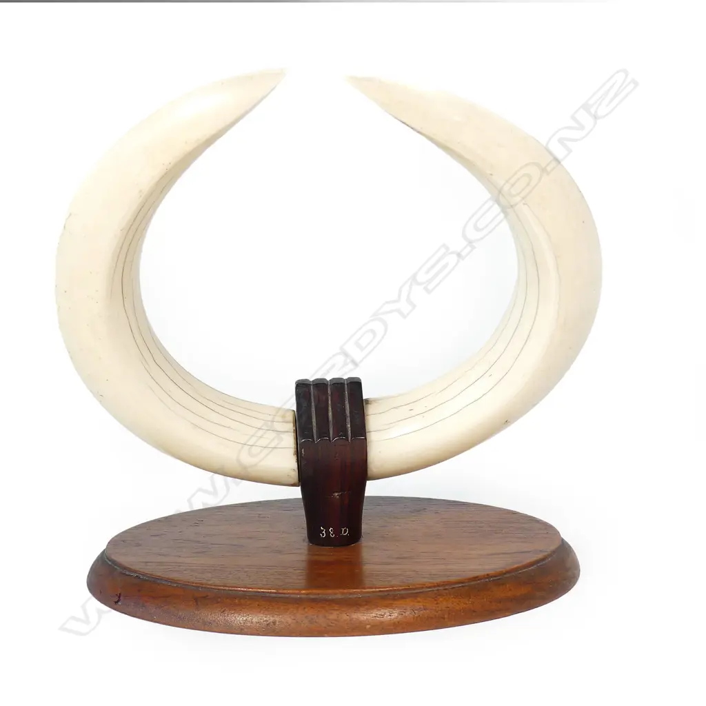 A pair of large impressive hippopotamus tusks Image 1++
