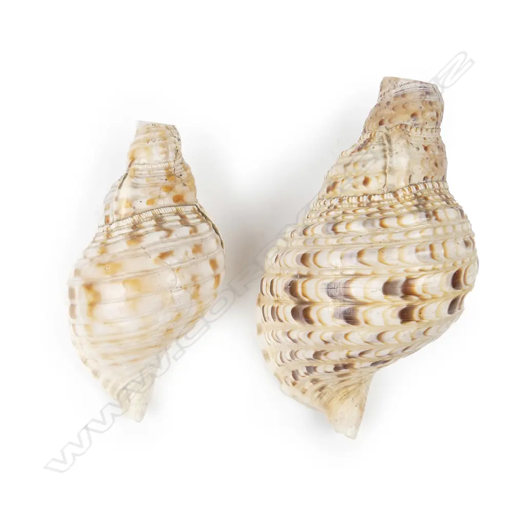 Two large conch shells Image 1++