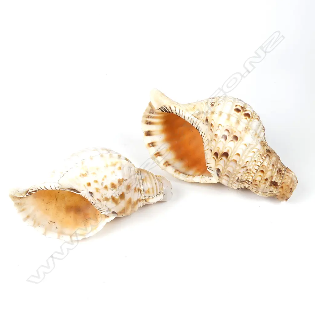 Two large conch shells Image 1++