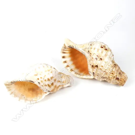 Two large conch shells