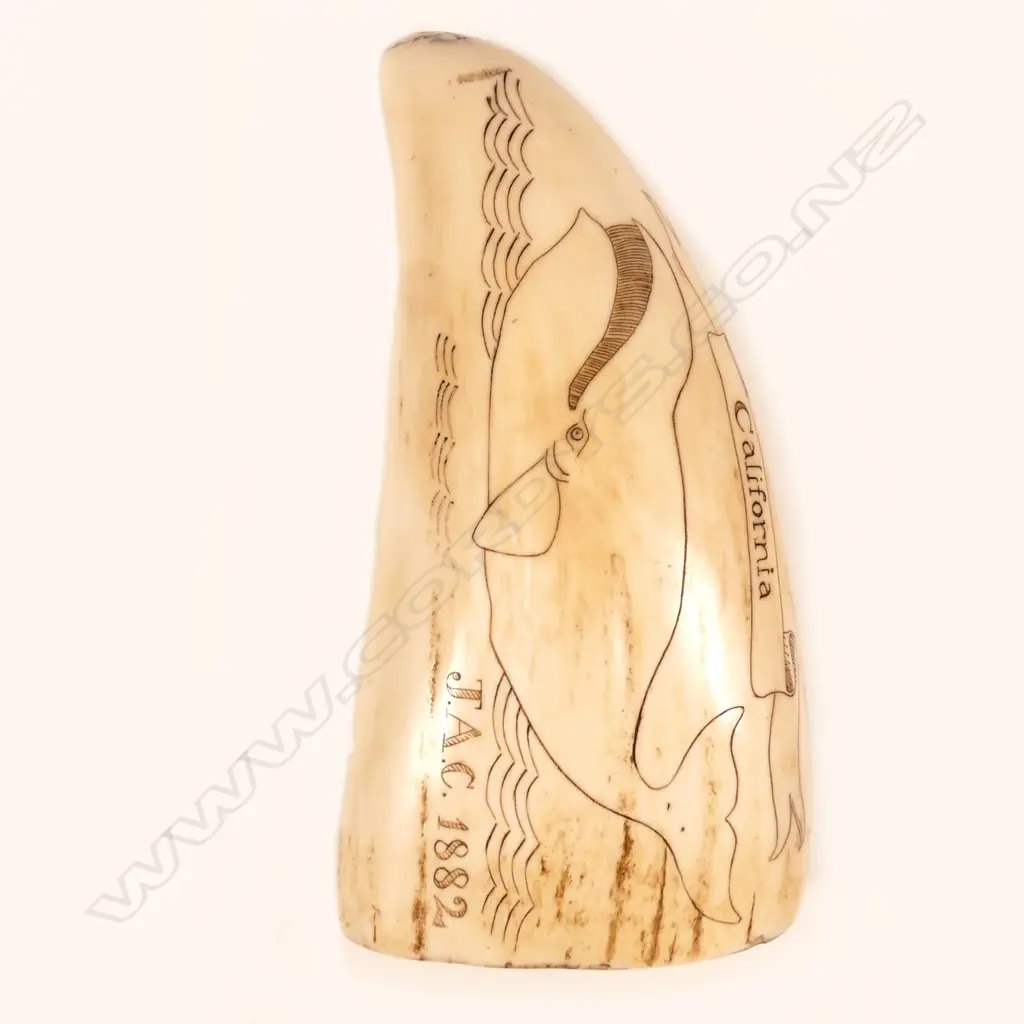 A 20thC scrimshaw sperm whale tooth Image 1++