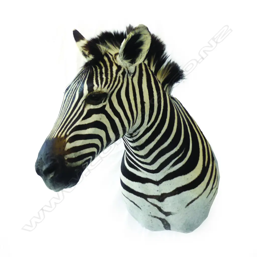 A quality taxidermy zebra head and shoulder mount Image 1++