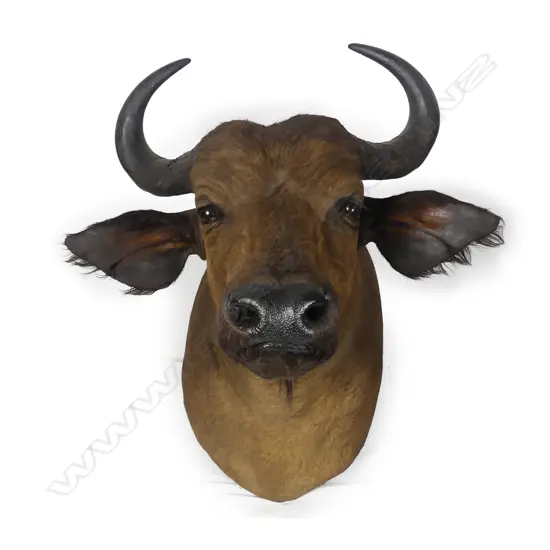 A large and impressive taxidermy African Cape buffalo head and shoulder mount