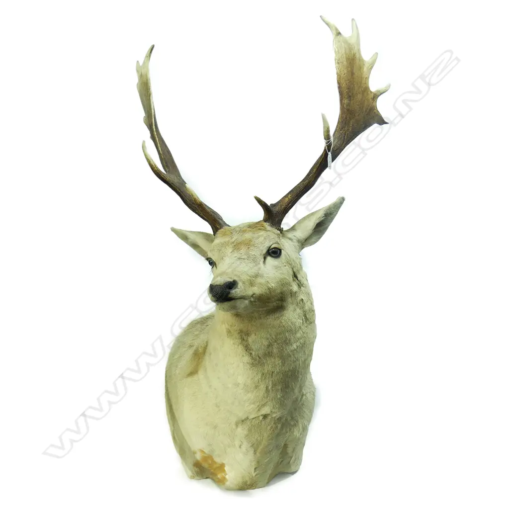 A taxidermy fallow stag deer head mount Image 1++