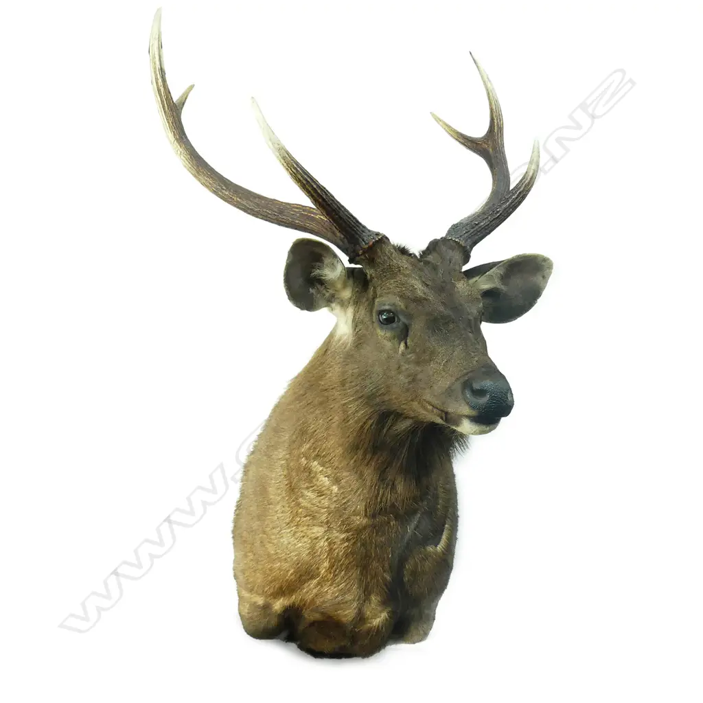 A good Samba stag deer head and shoulder mount Image 1++