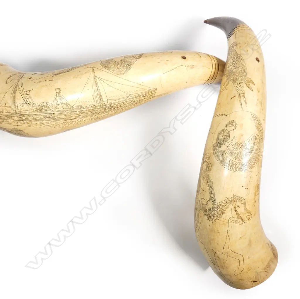 A pair of scrimshaw bullock horns Image 1++