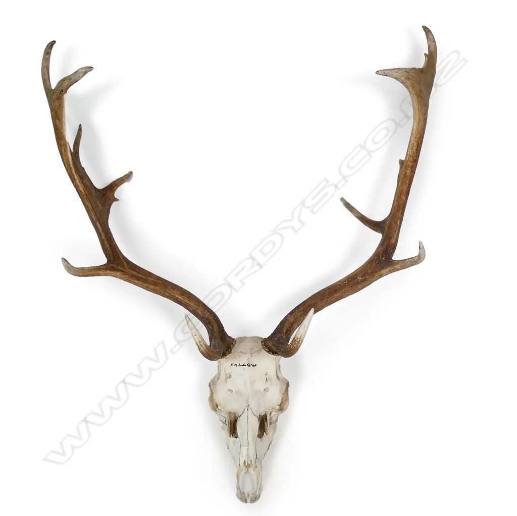 Fallow deer antlers Image 1++