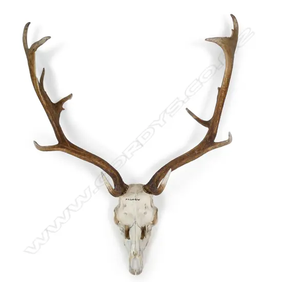 Fallow deer antlers