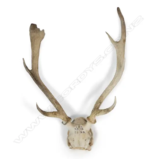 A sika deer skull with antlers
