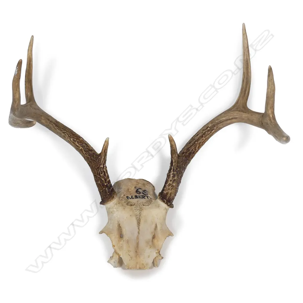White tail deer antlers Image 1++