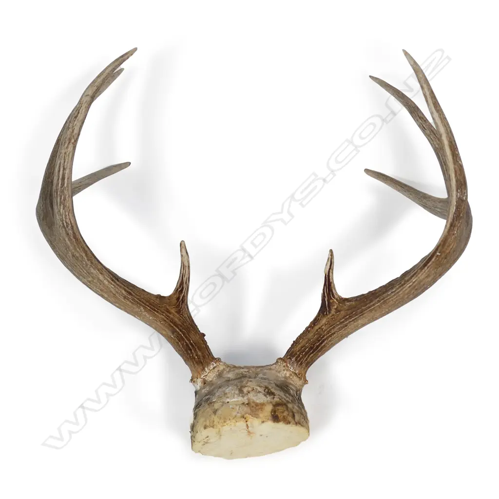 White tail deer antlers Image 1++