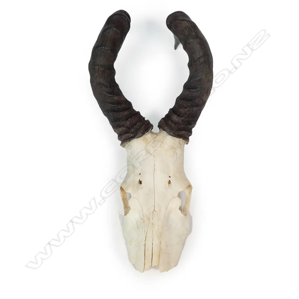 CAPE HARTEBEEST HEAD WITH ANTLERS Image 1++
