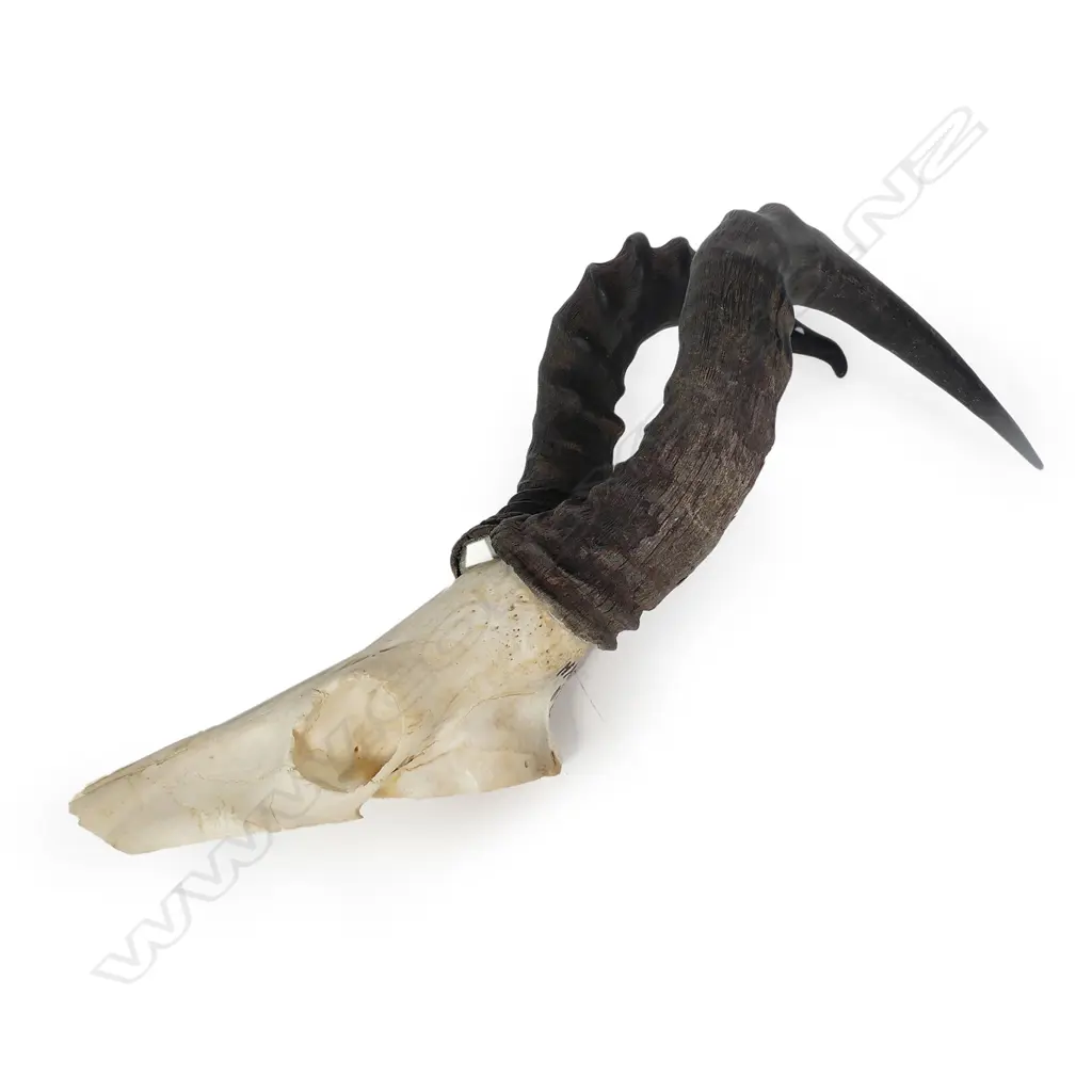 CAPE HARTEBEEST HEAD WITH ANTLERS Image 1++